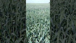 Тимирязевка 150 пшеница