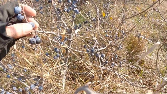 Дары донской природы