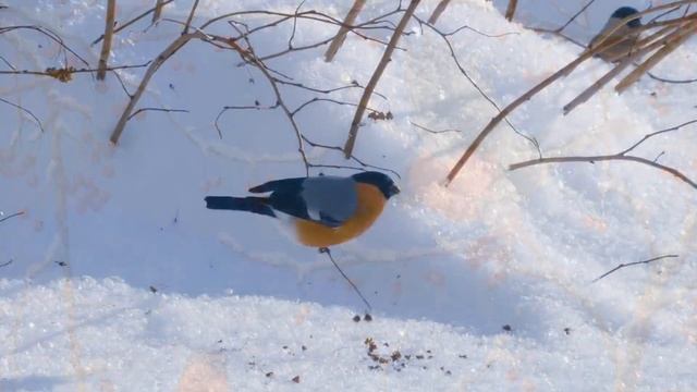 Снегири летят. смотреть онлайн