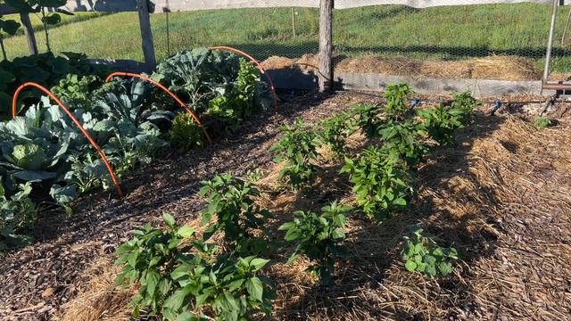 End of July garden tour and garlic harvest смотреть онлайн