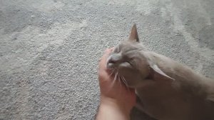 Кот Симус - балдёж на полу