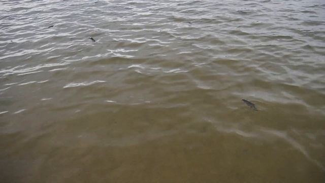 Силитерная рыба на Матырском водохранилище