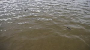 Силитерная рыба на Матырском водохранилище