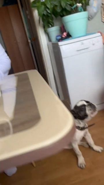 #бульдогпоет #бульдог #бульдоги #булька #собакаприколы смотреть онлайн