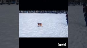 #Басенджи Венди воет ) #Basenji howling talking and singing ))).
