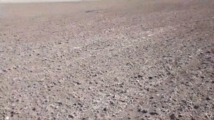 Работа самодельного прикатывающего катка , за сеялкой СЗ 3.6.