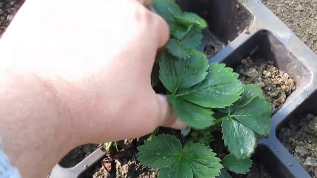 кассетная рассада клубники