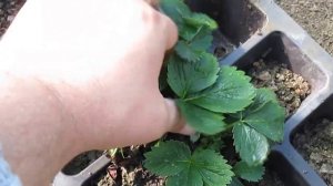 кассетная рассада клубники