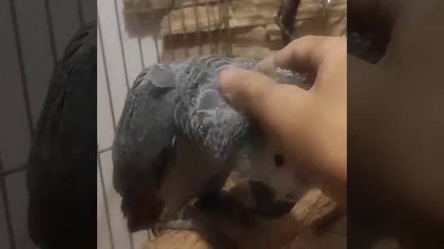 Красавчик попугай Жако не откажется от нежности Ч.2 смотреть онлайн