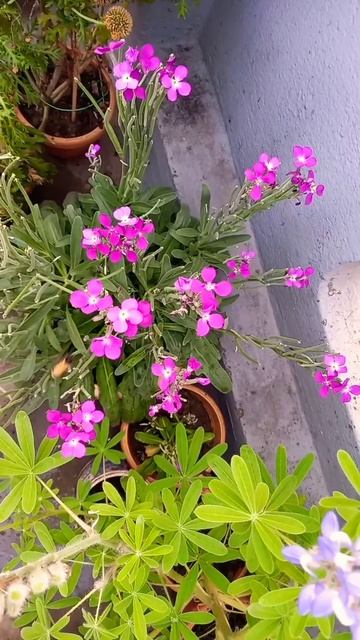 BEE & MATTHIOLA INCANA #flowers #shorts#rooftop смотреть онлайн