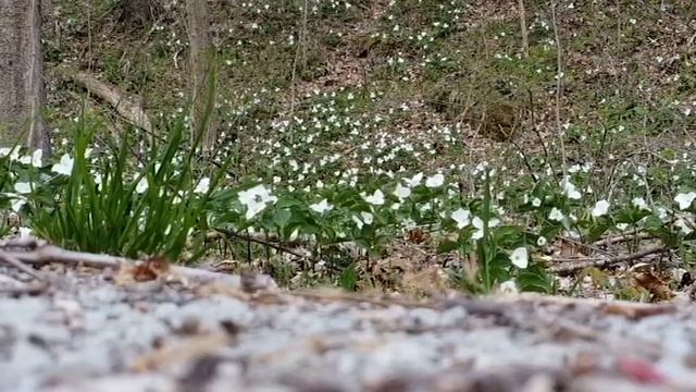 Tabula Rosa смотреть онлайн