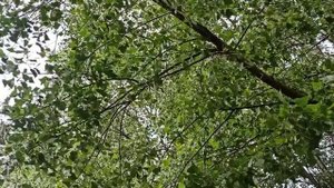 1 июня народный праздник День Ивана Долгого. Что делать нельзя. Народные приметы и традиции.