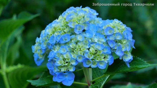 Из Сибири в Абхазию!!! Версия 2.0.22 смотреть онлайн