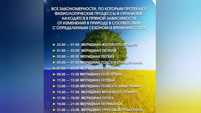 12 меридианов: ВРЕМЯ АКТИВНОСТИ | Меридиан ИНЬ | Меридиан ЯН | #меридианы | #меридиан |