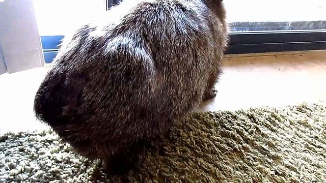 2nd Blind wombat in 10 hours! смотреть онлайн