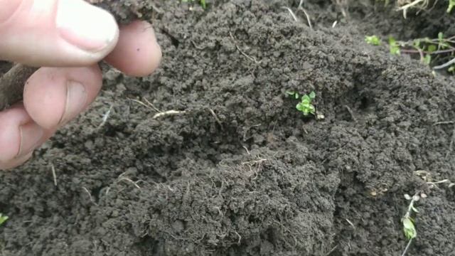 Стан виноградних бруньок під земельним укриттям на сьогодні 04.04.23.