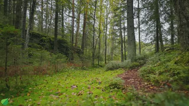 Музыкотерапия 🌿Успокаивает нервную систему и освежает душу, расслабляя №1