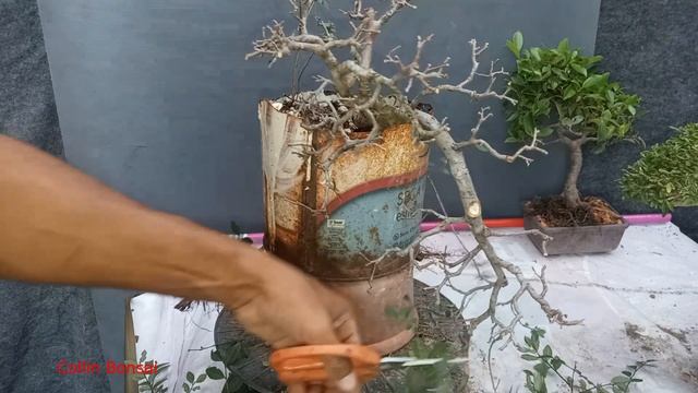 Como fazer bonsai estilo cascata - kengai ( Bonsai)