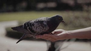 Приметы про голубей