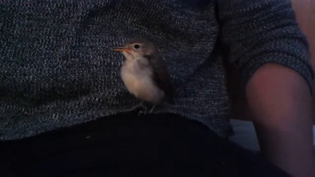 Пеночка - Соник с борется червяками авг. 2016 смотреть онлайн