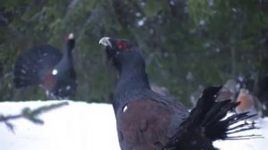 Токующий Глухарь