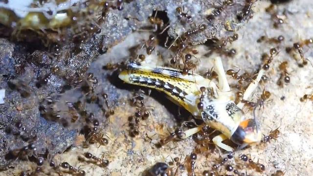 Pheidole sinica Heuschreckenfütterung смотреть онлайн