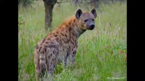 Голос Гиены.