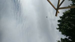 Сизая такла. Игра, пикирование #голуби #игра #лет #бой #такла