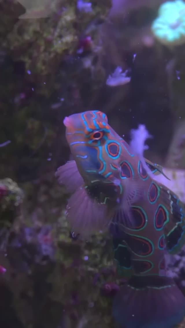 Мандаринка пробует замороженную артемию: очаровательная трапеза! смотреть онлайн