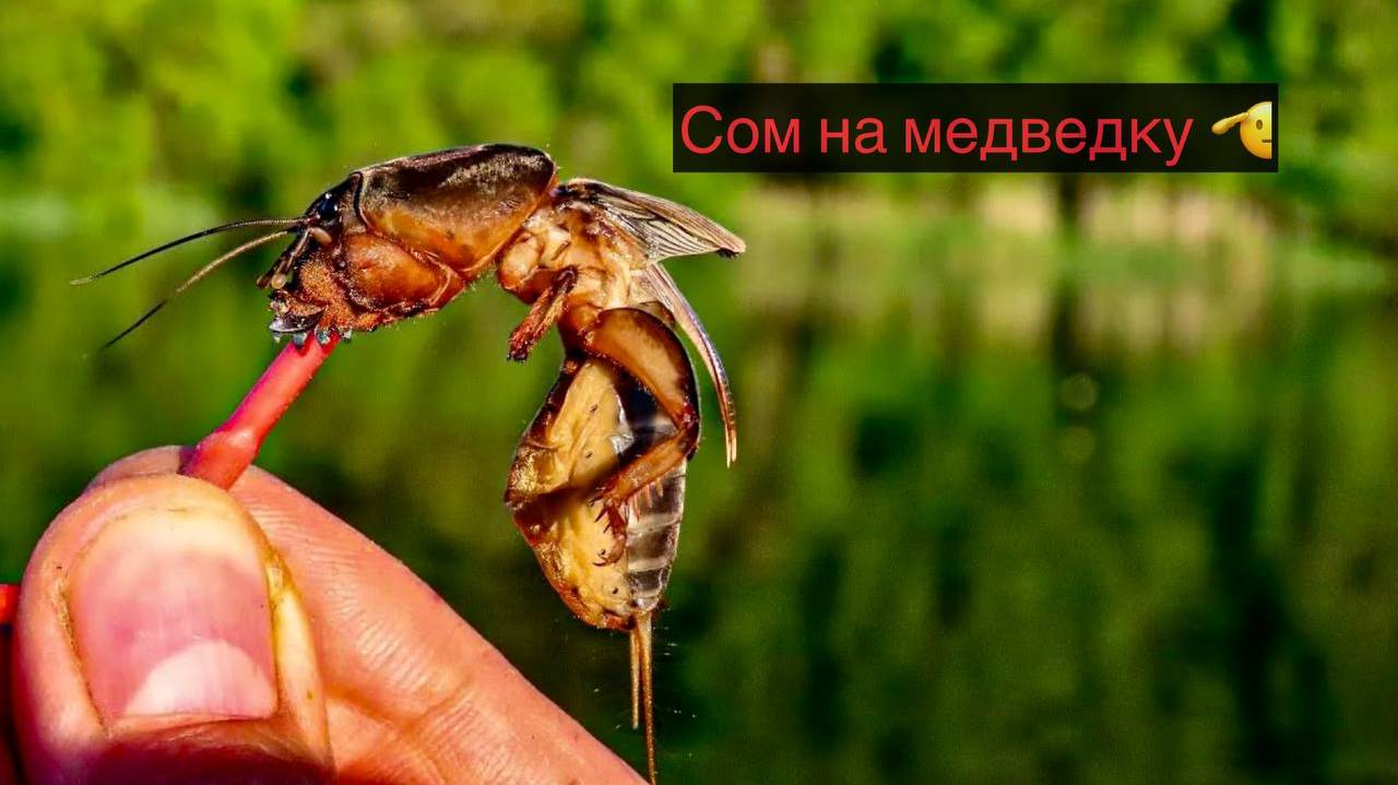 Как ловить сома на медведку. Используем донную снасть с берега.