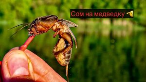 Как ловить сома на медведку. Используем донную снасть с берега.