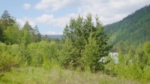 Энциклопедия лесовосстановления_1_Выбор участка