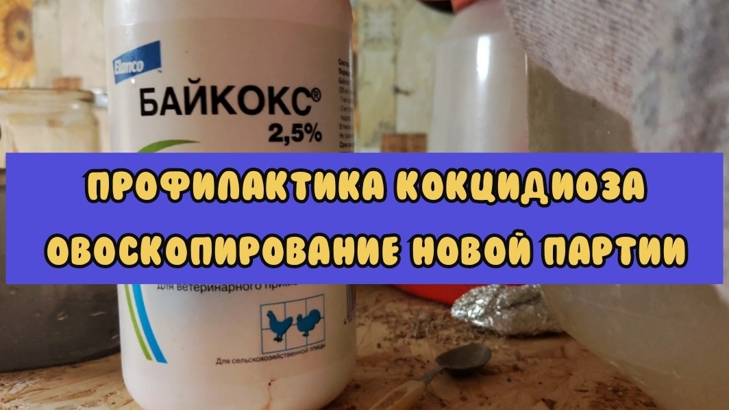 Уход за цыплятами в 2 недели, покупаем садовый инвентарь к лету и проверяем яйца в инкубаторе!