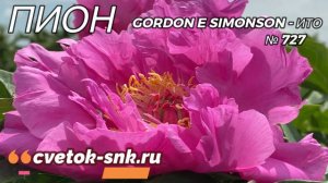Пион Gordon E. Simonson. Цветение 2022 года / Сад Ворошиловой