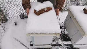 Спасаем пчёл от синиц. Зимовка в ульях из сэндвич панелей
