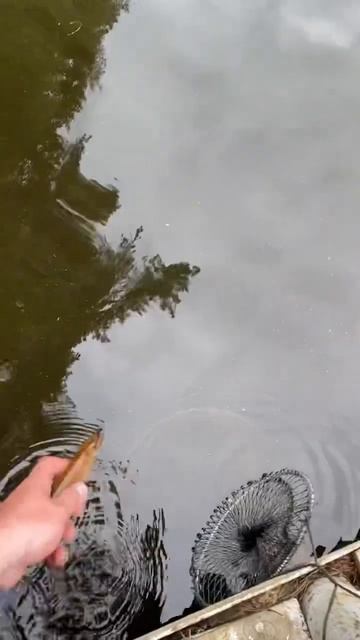 Выпускаем щурят на дачное озеро. #рыбалка смотреть онлайн