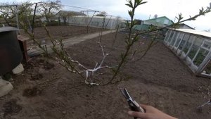 обрезка персика по розовому бутону