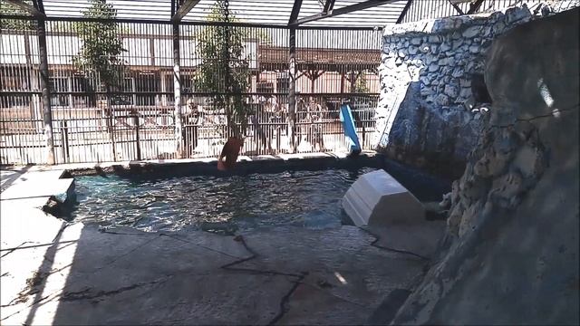 Урсула поймала рыбку и играет с ней 24.06.2024 Красноярск Роев ручей