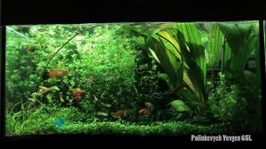 Заросли в аквариуме. Жизнь в аквариуме.