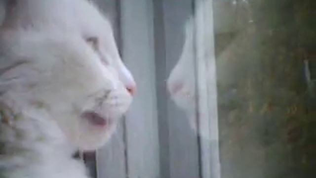 кошка и птицы за окном смотреть онлайн