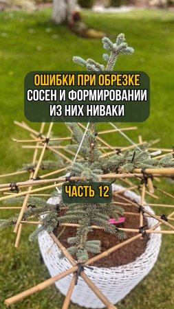 Ошибки при обрезке сосен и формировании из них ниваки. Часть 12
