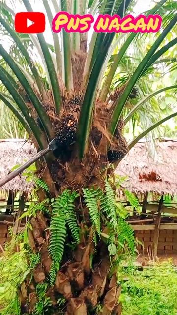 Buah Hitam Tapi Isinya Sudah Orange #sawit #palmoil #panen