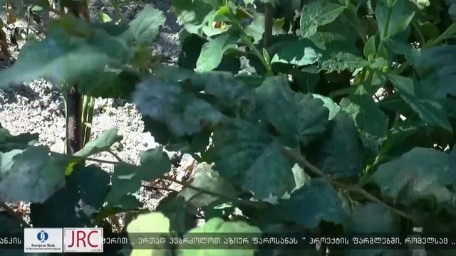 Как защетить лесной орех от мраморного клопа - рекомендации национального агенство по продовольстви смотреть онлайн