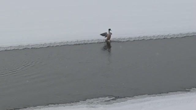 Уточка зимует одна на реке.