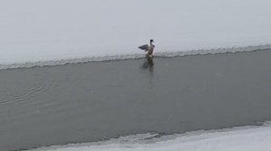 Уточка зимует одна на реке.