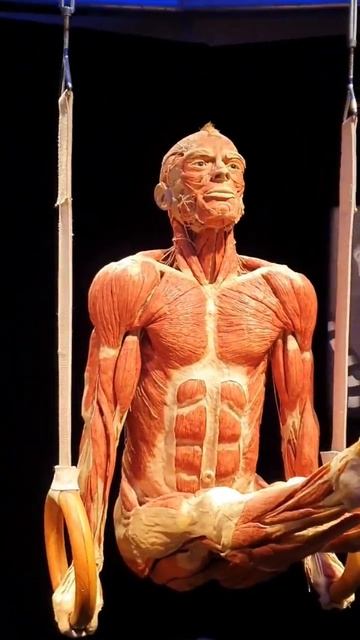 exhibition of the dead 😱#shorts мертвецы на выставке смотреть онлайн