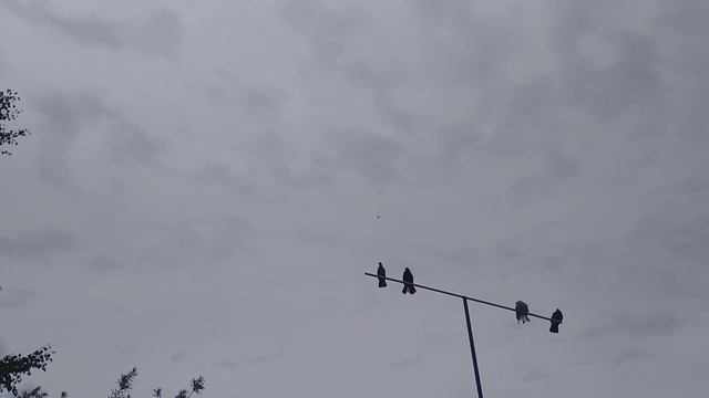 эскадрилья чуток машет смотреть онлайн