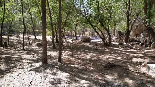 Ясеневый лес на берегах Коксу. Ash-tree forest at Koksu river смотреть онлайн