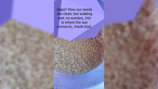 How to clean sesame seeds at home смотреть онлайн