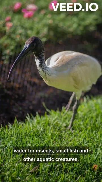 Interesting fact about Ibises part 1 смотреть онлайн
